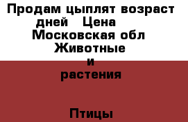 Продам цыплят возраст 5 дней › Цена ­ 100 - Московская обл. Животные и растения » Птицы   . Московская обл.